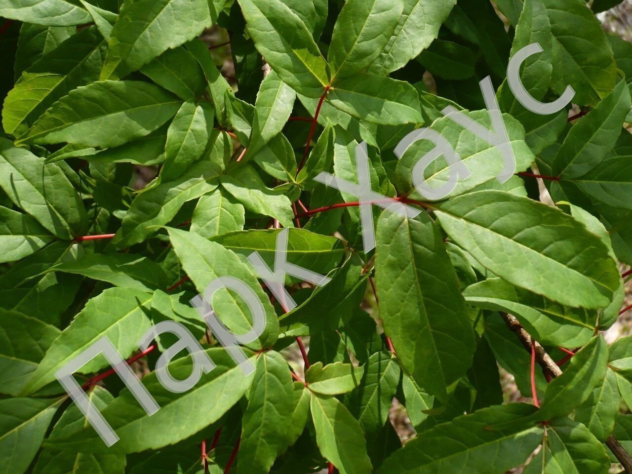 Acer mandshuricum клен маньчжурский спанбондовый конверт