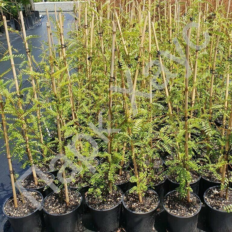 Софора SOPHORA JAPONICA PENDULA CLT 30-35 (И)