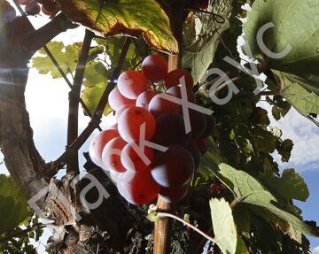 Vitis labrusca hybrid 'Ruby Roman'-2