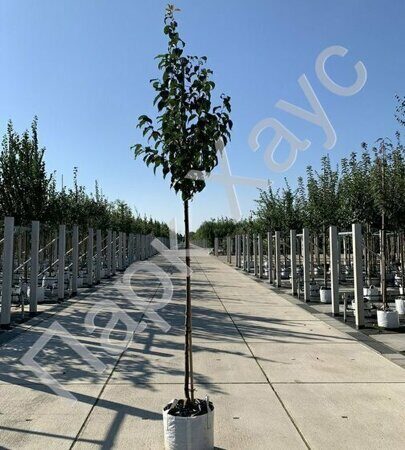 Malus baccata 'Street Parade' box