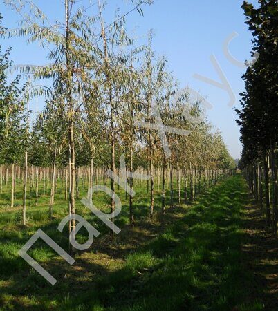 Верба красная 'Blue Streak', купить, Salix acutifolia 'Blue Streak ...