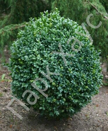 Buxus sempervirens