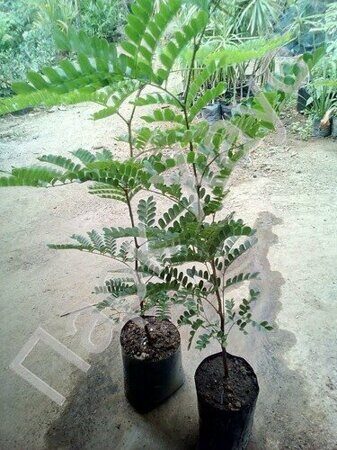 Caesalpinia echinata bag