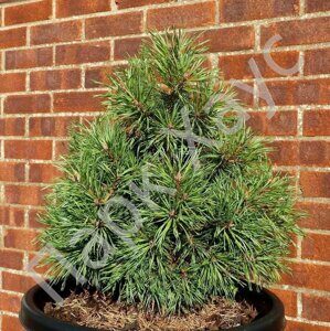 Pinus sylvestris 'Westonbirt' box