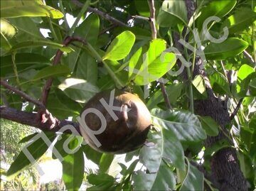 Diospyros nigra 'Prieto' fruit