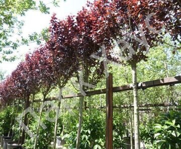 Prunus cerasifera Pissardii 'Cistena'