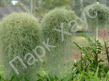 Tillandsia usneoides 'Renealmia'