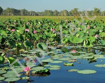 Nelumbo nucifera plant