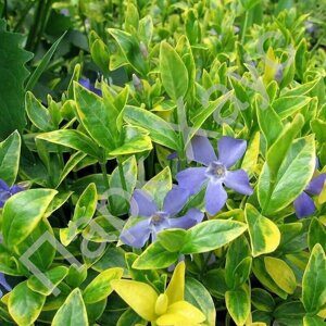 Vinca 'Aureovariegata'