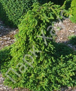 Picea abies 'Farnsburg'