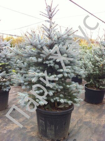Picea pungens 'Edith'