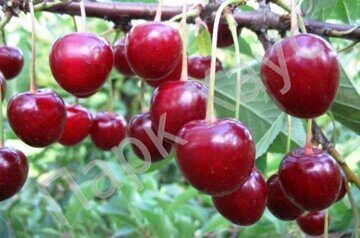 Prunus cerasus 'Turgenevka' fruit