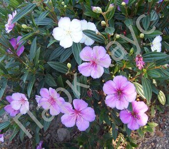 Tibouchina 'Chameleon' plant