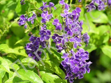 Duranta plumieri