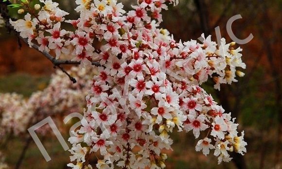 Ксантоцерас (цветение)-2