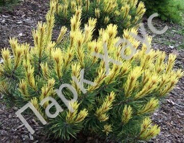 Pinus mugo 'Frühlingsgold'