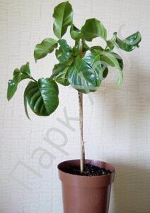 Theobroma grandiflorum box