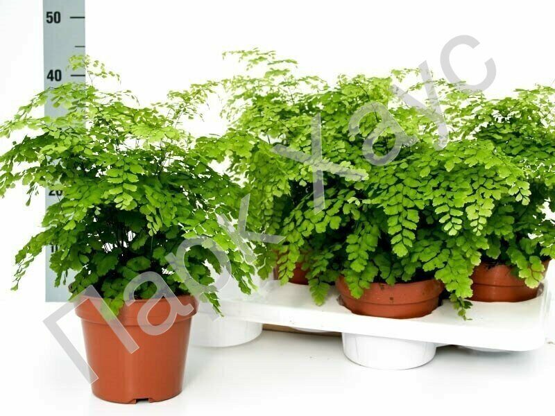 Adiantum raddianum best sale