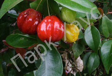 Eugenia uniflora 'Etna Fire' fruit