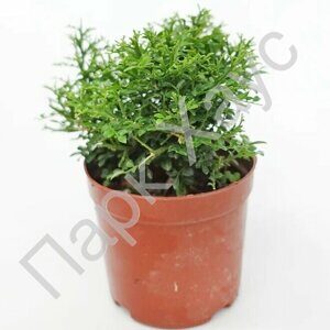 Murraya paniculata 'Dwarf' box
