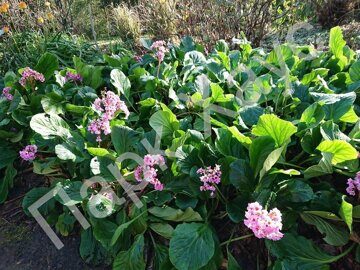 Bergenia cordifolia