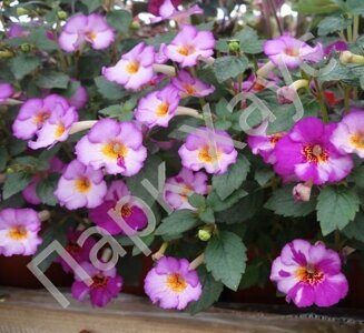 Achimenes 'Snoweetta'