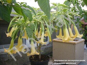 Brugmansia Variegata box