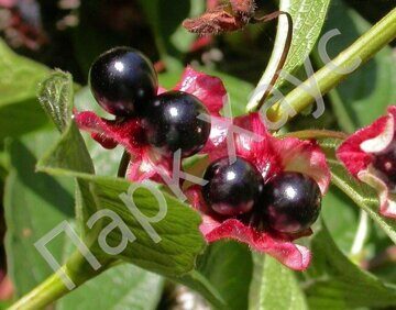 Lonicera involucrata fruit