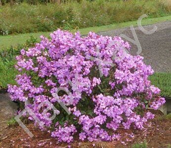 Tibouchina 'Chameleon'