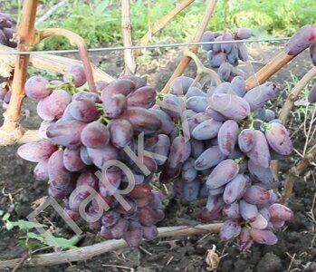 Vitis vinifera 'Baikonur' plant