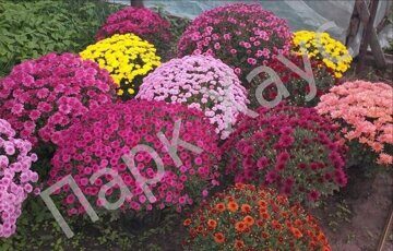 Aster amellus mix