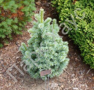 Pinus sylvestris 'Westonbirt'