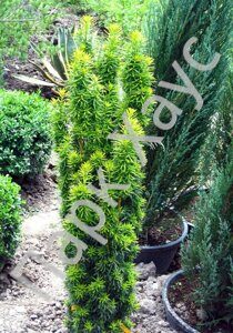 Taxus baccata 'Watnong Gold' box