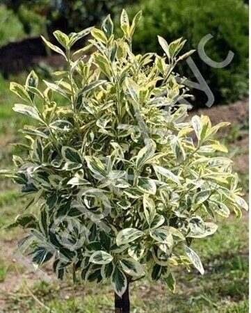 Euonymus japonicus Microphylus Aureovariegatus