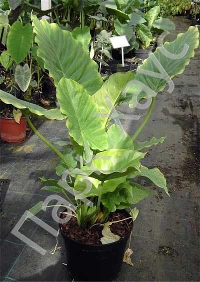 Алоказия крупнокорневищная, купить, Alocasia macrorrhizos, заказать ...