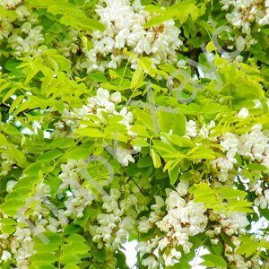 Robinia pseudoacacia 'Frisia'