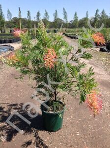 Grevillea 'Ned Kelly'