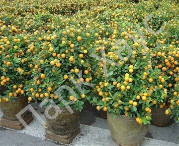 Citrus japonica 'Meiwa kumquat' box