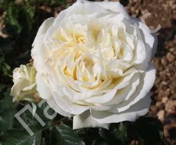 Rosa Hybrid Tea 'Irina Bondarenko'