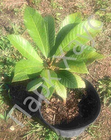 Mammea americana tree