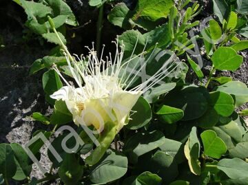 Capparis spinosa flower