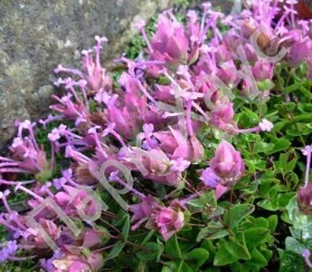 Origanum amanum