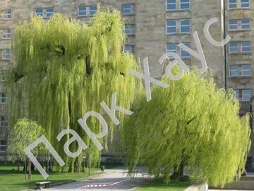 Salix alba 'Tristis'