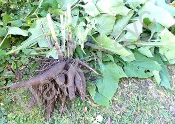 Polymnia sonchifolia 'Morado' root-crop