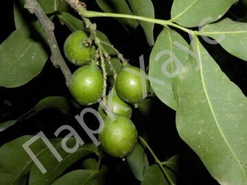 Melicoccus bijugatus fruit