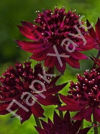 Astrantia major 'Moulin Rouge'