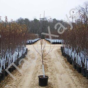 Pluot 'Pink Candy' plant