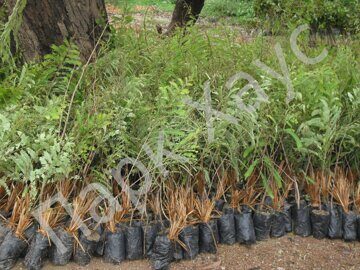 Phyllanthus emblica tree