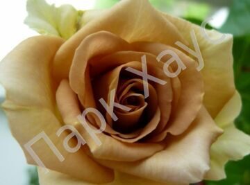 Florists Rose 'Amnesia'