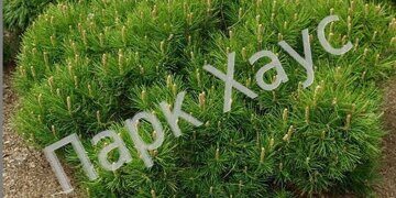 Pinus uncinata 'Litomysl' box plant